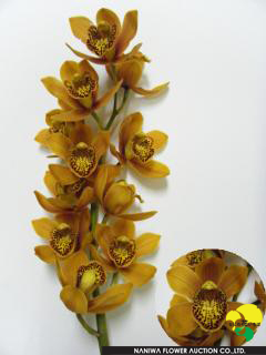 Cymbidium Majolica.jpg